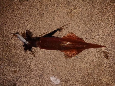 まだ渋いヤリイカ