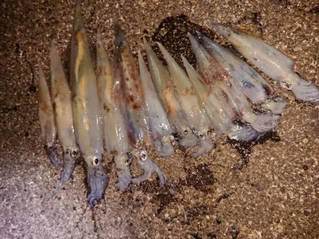 強風の中新規防波堤にて