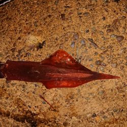 好状況ながら渋い