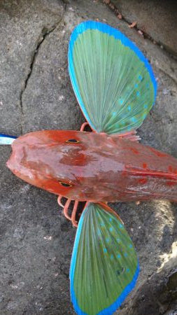 新年あけましておめでホウボウございます