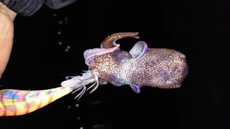 ミッキーマウスみたいなのが釣れました