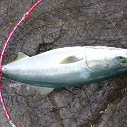 メジロマックイーンきたよ！