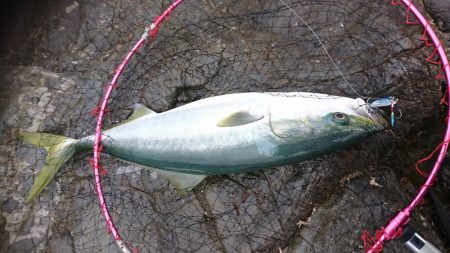 メジロマックイーンきたよ！