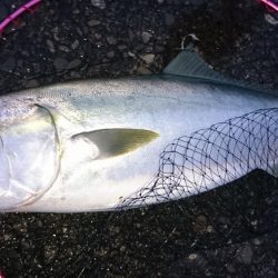 ブリトニーきたよ!