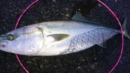 ブリトニーきたよ!