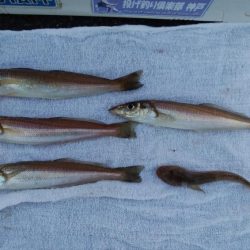 ４日も午後から播磨新島へキス釣査