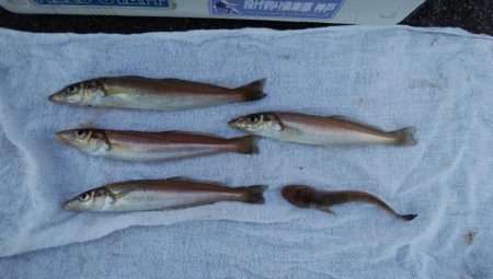 ４日も午後から播磨新島へキス釣査