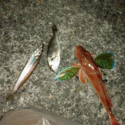 播磨新島のキス釣り