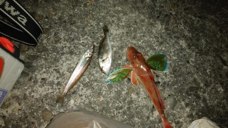 播磨新島のキス釣り