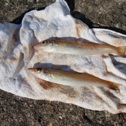 今日も播磨新島でキス釣り