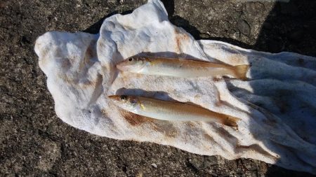 今日も播磨新島でキス釣り