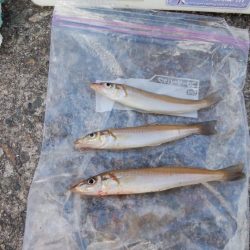 播磨新島でキス釣り