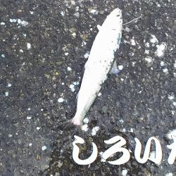 マイワシおかわり、場所移動が大当たり。