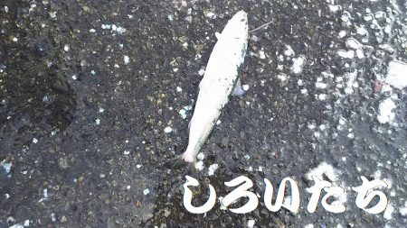 マイワシおかわり、場所移動が大当たり。