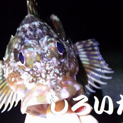 厳しい、小潮。