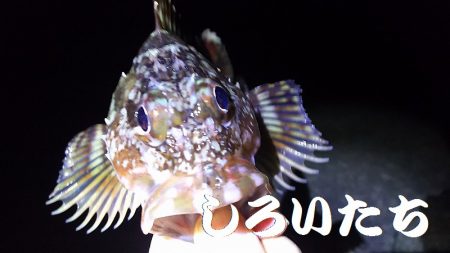 厳しい、小潮。