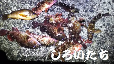 淡路島2日目。福良から洲本へ