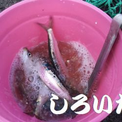 マイワシとタチウオ。