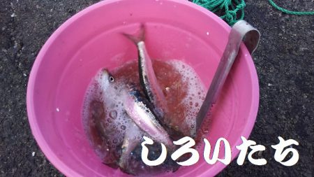 マイワシとタチウオ。