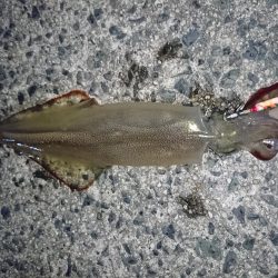 2019年初釣り ヤリイカ編