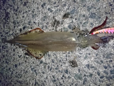 2019年初釣り ヤリイカ編