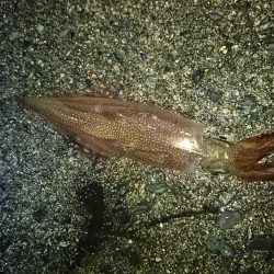 ヤリイカ狙い！