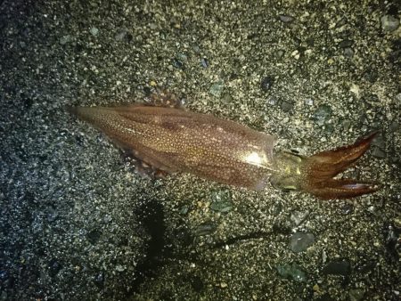 ヤリイカ狙い！