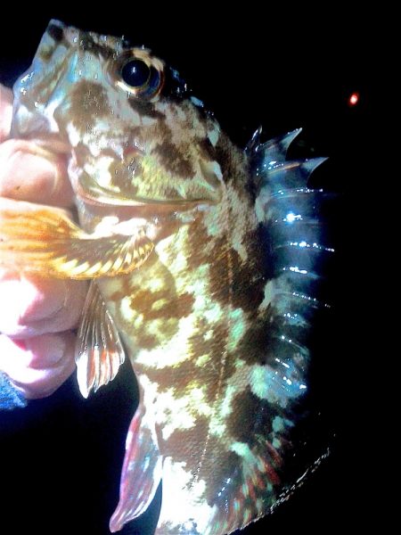 メバル 初めてのウキ釣り