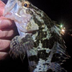 2019年初釣り初投稿