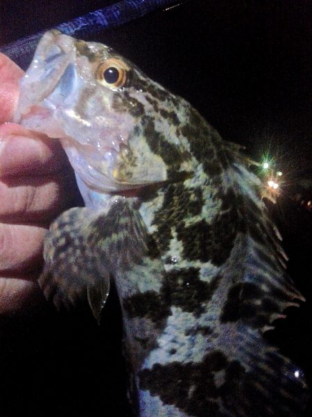 2019年初釣り初投稿