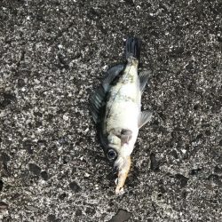 メバルプラッキング