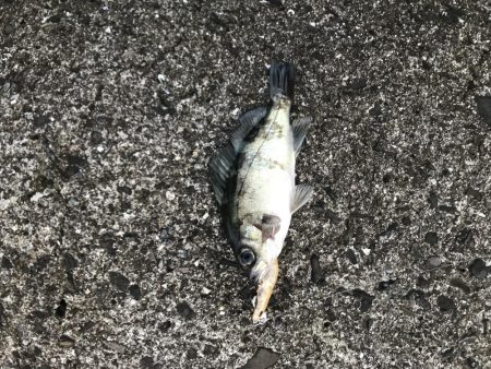 メバルプラッキング