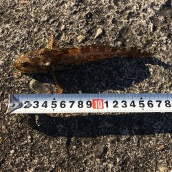 へち釣り ソイ23センチ