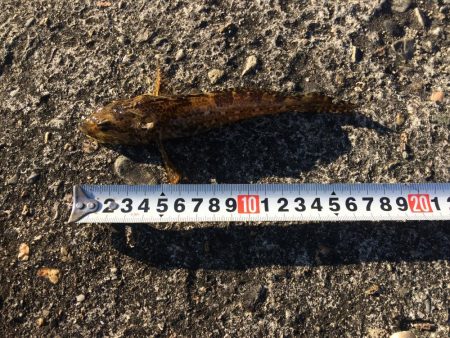 へち釣り ソイ23センチ