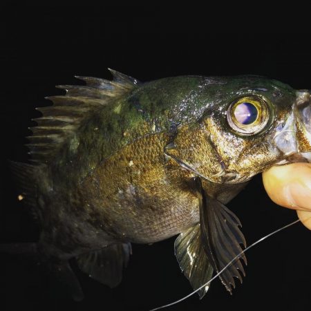 関門メバル 修行