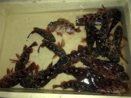 船上ライトワインドゲーム