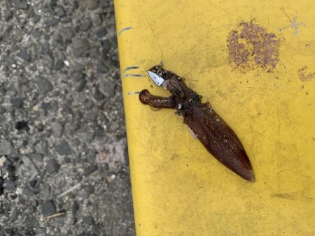 ワームでイカ釣れた