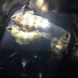 夕マヅメ1時間勝負