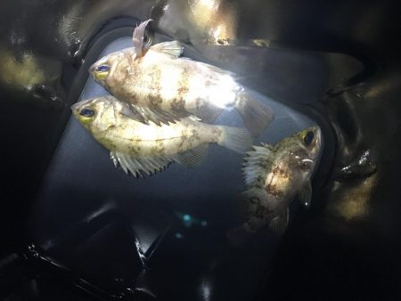 夕マヅメ1時間勝負