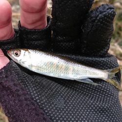 赤根川・オイカワ釣り