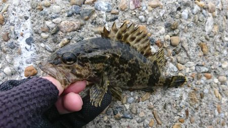 江井ヶ島海岸・穴釣り