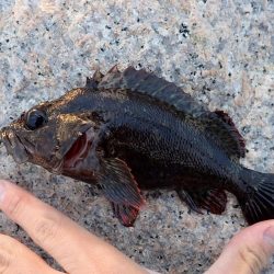 谷八木海岸・根魚