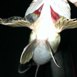 初釣りもガシラ