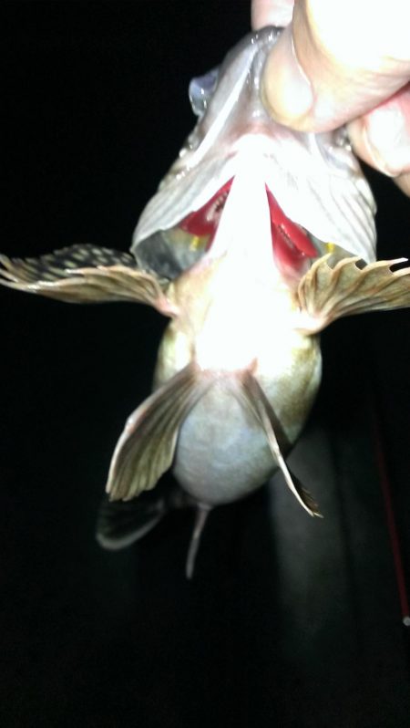 初釣りもガシラ