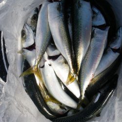 鯖が少しだけ大きくなってた