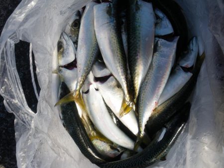 鯖が少しだけ大きくなってた