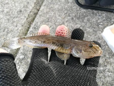 【釣り】泉佐野市、佐野漁港釣行 （小雨降る漁港で ハゼ釣果）