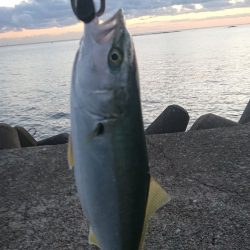 回遊に出会えた