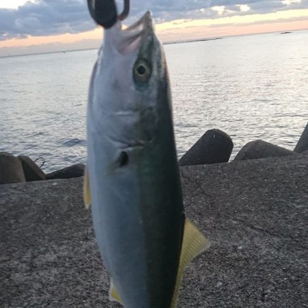 回遊に出会えた