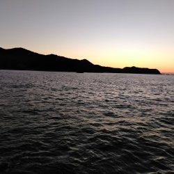 グレ釣れてます・・・